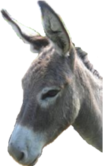 palestinian donkey