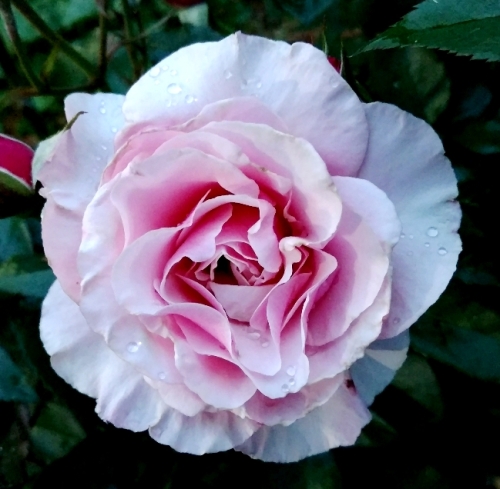 guadalupe forabunda rose